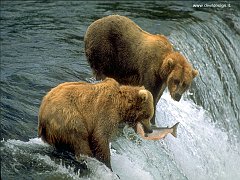 bears_fishing3 copia